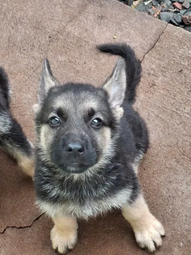 Filhote Pastor alemão