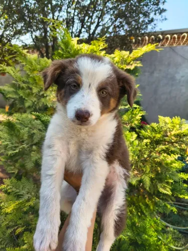 Border Collie Fêmea Chocolate e Macho Merly 