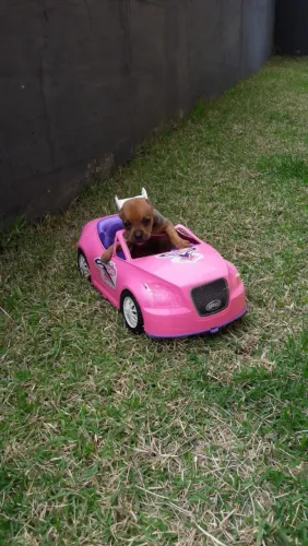 Filhotes de pinscher 0