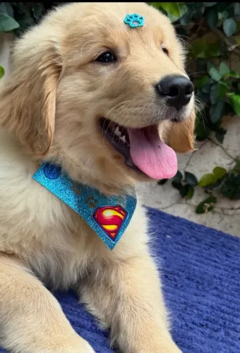 Filhotes de Golden Retrievers com Pedigree