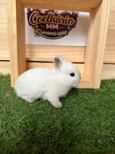 Mini coelhos Anão Netherland dwarf 