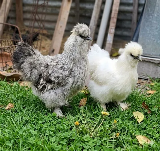 Casal de galinha SILKIE (Sedosa)