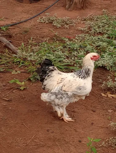 Vendo frangos Brahma de raça pura várias raça