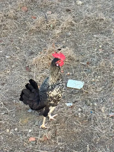 Frango Garnisé