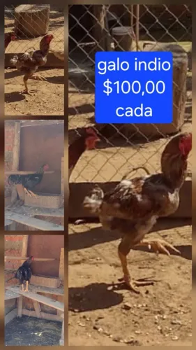 Galo indio