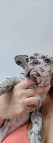 OPORTUNIDADE!! FÊMEA MERLE DE BULDOGUE FRANCÊS