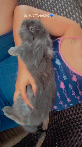 Coelho holland lop macho 