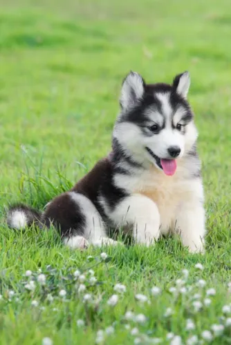 Husky fêmea - 52 dias e com pedigree