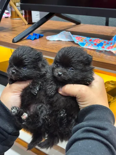 Lulu da pomerania / Spitz alemão FÊMEA