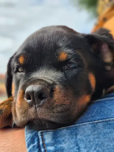 Filhotes de rottweiler 