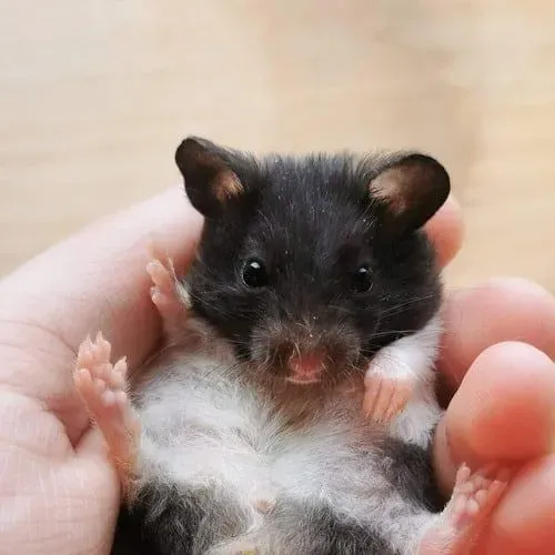 Hamster sírio Pandinha, Albino | Criatório legalizado