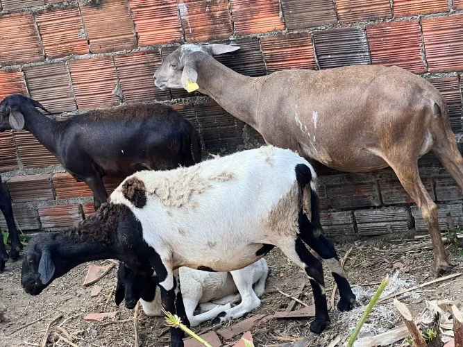 Ovelha e carneiros