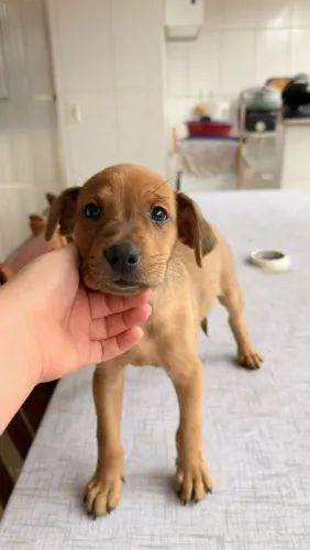 DOAÇÃO LABRADOR