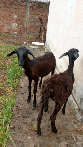 Carneiro