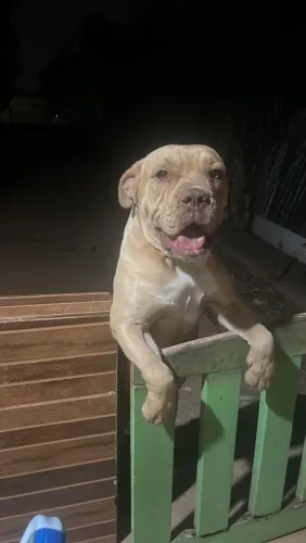 Procura se uma namorada