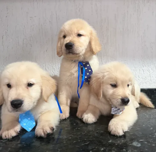 Golden retriever com pedigree ( macho )