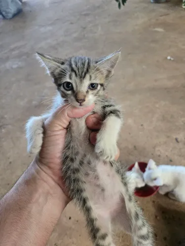 Gato macho, dócil doação 