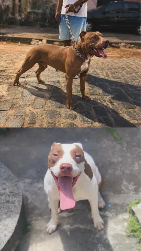 filhotes de pitbull (american pitbull terrier) disponíveis para venda