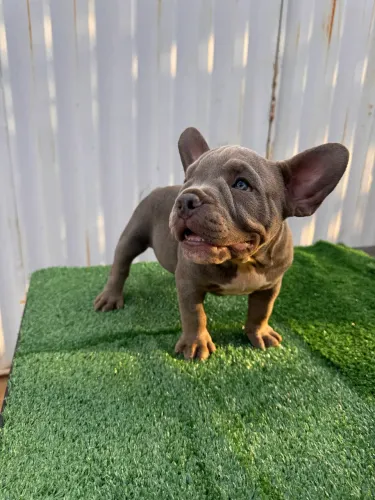 American Bully Exótico