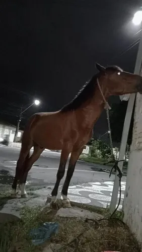 Cavalo bom de cela e de carroça no preço pra sair logo da baia