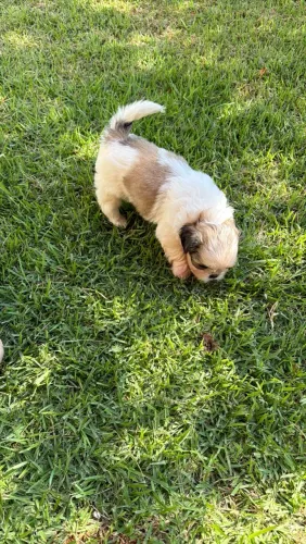 Filhote de shih tzu