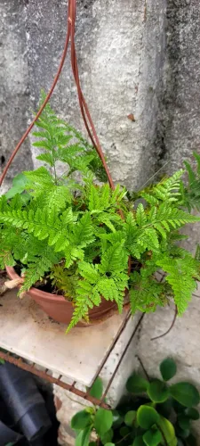 Lindas plantas 