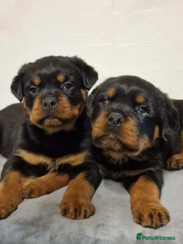 Cachorro filhote rottweiler brincalhão com saúde e garantia em contrato