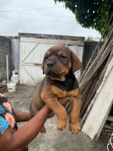 Filhotes de fila com rottweiler 