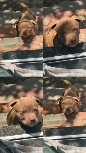 Cachorro 