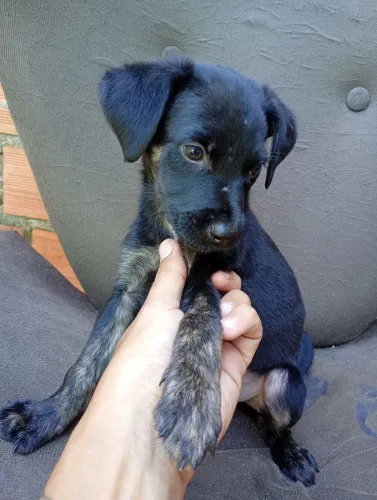 Filhotes pra doação !