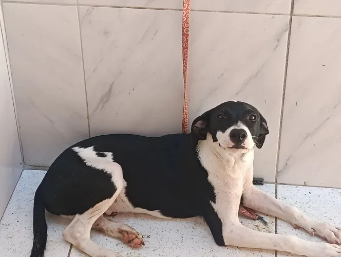 Cachorro para adoção