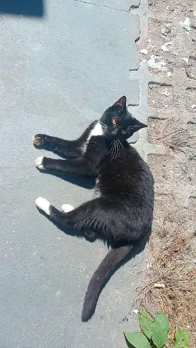 Gatinha filhote fêmea