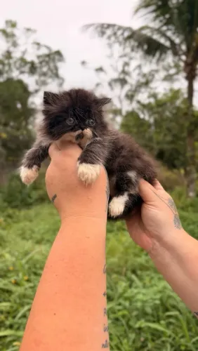 Gato Persa- macho frajola 