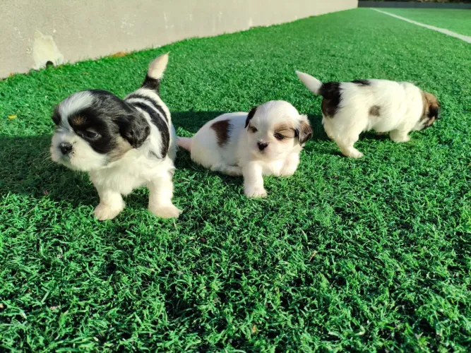 Shih tzu