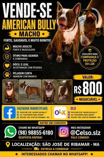 Pit Bull American Bully Macho Forte e Saudável