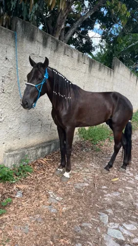 Vendo cavalo marcha picada 5 anos manso pra qualquer um andar