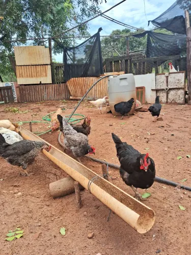Galinha,frango e galo