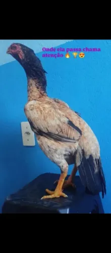 Galinha bico curto crista ferrão 