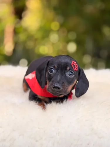 Salsichinha Dachshund 