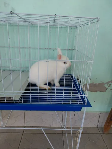 Vende mini coelho branco