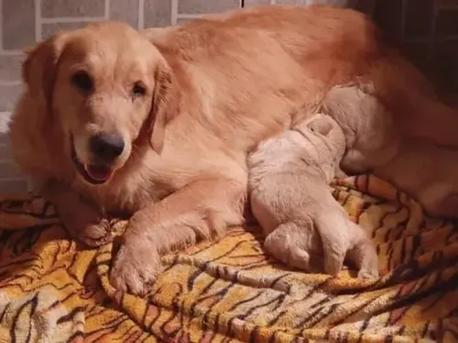 Golden Retriever