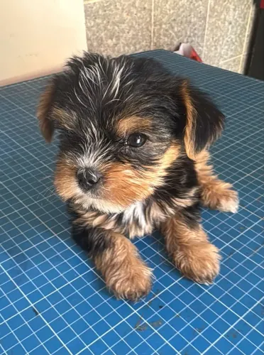 Vendo lindos filhotes de yorkshire machos e fêmeas 