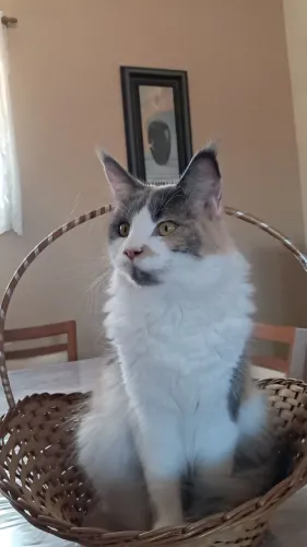 Gata Maine Coon