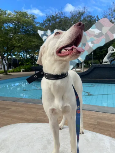 Doa-se Labrador Macho, 1 Ano,