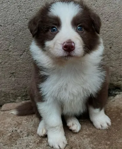 Filhotes de Border Collie | Fofura que encanta qualquer ambiente.