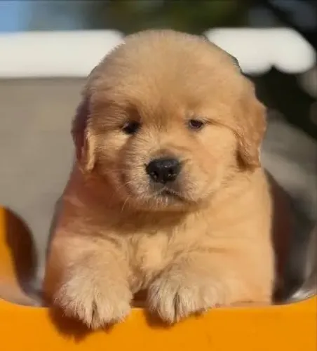 Golden retriever ótimo para companhia 