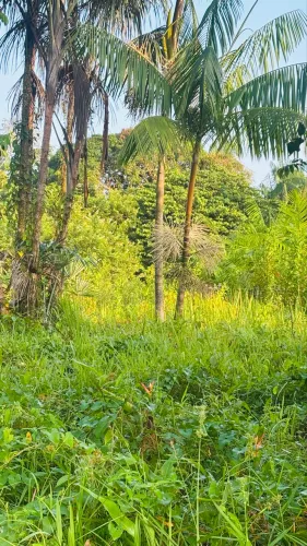 Vende se terreno em mosqueiro 10 x 20 Praia baia do sol na rua principal da praia 