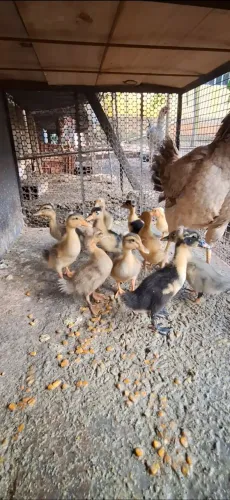 Venda de Aves: Brahma, GSB, Índio Gigante e Marrecos Pompons