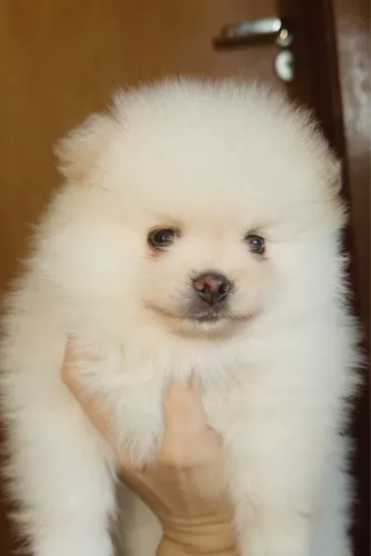 Spitz Alemão Ursinho 