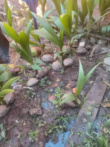Vendo mudas de coco 